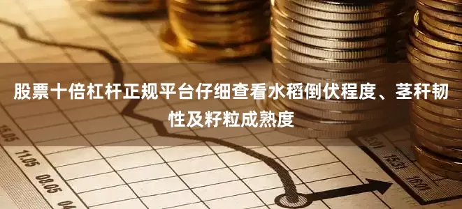 股票十倍杠杆正规平台仔细查看水稻倒伏程度、茎秆韧性及籽粒成熟度